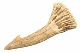 Fossil Sawfish (Onchopristis) Rostral Barb - Morocco #285502-1